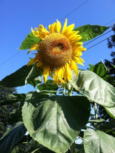 Sunflowers in Bloom