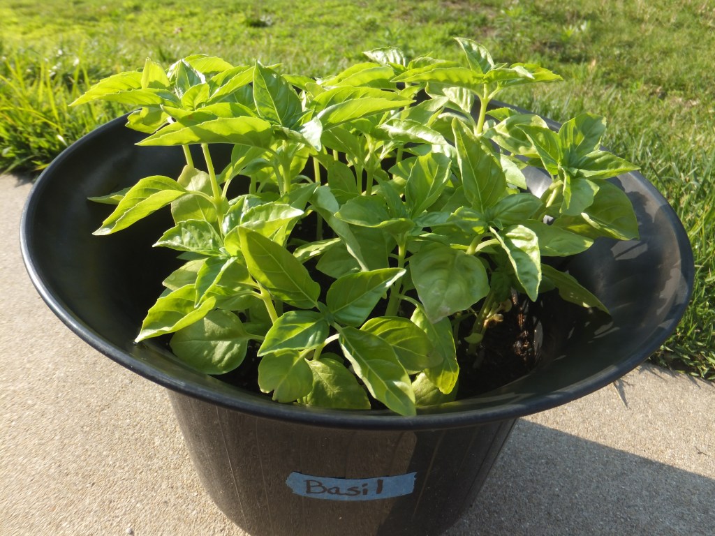 Fresh Basil